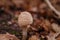 Puff ball mushroom in autumn forest