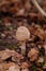 Puff ball mushroom in autumn forest