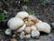 Puff ball mushrooms