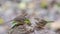 Puff-throated Babbler Eating Live Worm