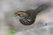 Puff-throated Babbler (Pellorneum ruficeps), Bird