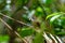 Puff-throated Bulbul bird perching on branch in tropical rainforest