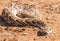 Puffadder in the road, Kruger Park