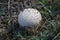 Puffball