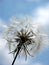 Puffball against the sky