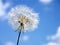 Puffball against the sky