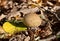 Puffball in autumn foliage