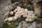 Puffball Clusters In A Cave Of Rotting Trunk