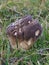 Puffball Fungi - Calvatia utriformis