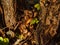 Puffball fungus, Lycoperdon pyriforme