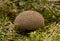 Puffball fungus lycoperdon umbrinum