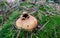 Puffball-like mushroom growing in green moss