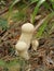 Puffball - Lycoperdon perlatum