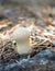 Puffball - Lycoperdon perlatum