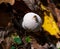 Puffball mushroom in autumn forest