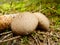 Puffball Mushroom Close Up in Forest