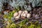 Puffball Mushroom in the forest