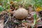 Puffball mushroom growing in the forest. Poisonous sticky mushroom in forest grass