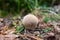 Puffball mushroom growing in the forest. Poisonous sticky mushroom in forest grass