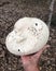 Puffball Mushroom held against a forest floor