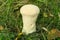 Puffball mushroom Lycoperdon perlatum