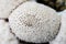 Puffball mushroom macro