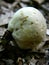 Puffball Mushroom Root System.