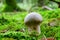 Puffball mushroom on softwood forest floor, fall season nature details