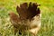 Puffball mushroom after spore release.