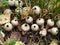 Puffball mushrooms