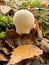 Puffball mushrooms