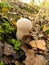 Puffball mushrooms