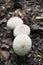 Puffball mushrooms