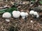 Puffball Mushrooms on a Forest Floor