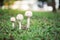 Puffball mushrooms growing on green grass in the forest after th