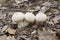 Puffball mushrooms, lycoperdon perlatum