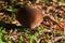 Puffball mushrooms on a stump - Lycoperdon umbrinum