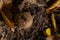 Puffball mushrooms on a stump - Lycoperdon umbrinum in a moss