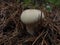 Puffball mushrooms in yellow leafs. rain coat