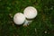 Puffballs in the forest in the autumn