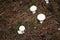 Puffballs in the forest in the autumn