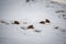 Puffed feathers of grey partridge birds