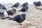 Puffed pigeons sit next to the sewer hatch on the street in winter. Birds bask in the winter. Many pigeons sit ruffled warming and