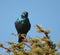 Puffed-up Cape Starling with attitude