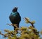 Puffed-up Cape Starling clear right