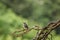 Puffed up hummingbird perched on a bare branch against a green background