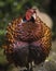 Puffed up Pheasant, Tentsmuir