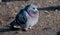 Puffed up pigeon