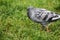 A puffed-up pigeon walking in a meadow in the morning dew