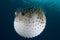 A puffed up Porcupinefish (Diodon hystrix)
